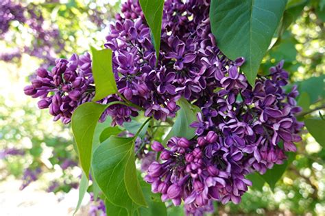 庭院樹|【庭院樹種】庭院種植必備：花香四溢、寓意極佳的15種觀花喬木。